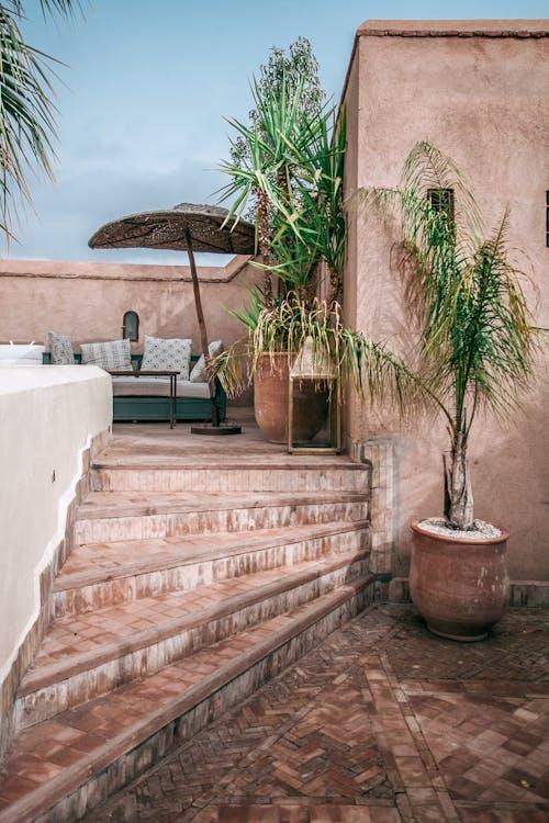 plants in an outdoor space.