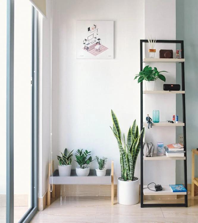 plants in white plant pots.